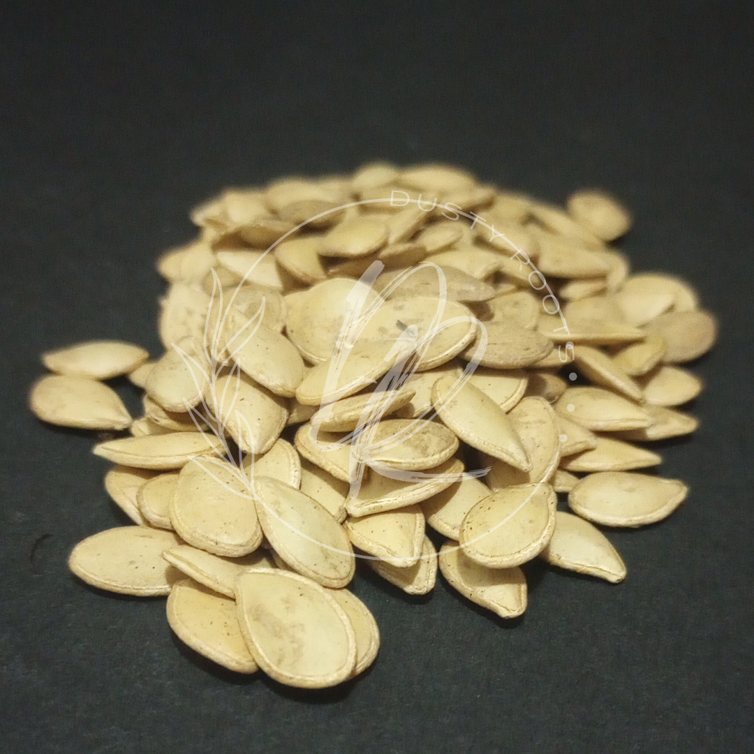 Seed- Squash- Table King Bush Acorn