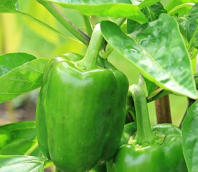 Seed- Pepper- California Wonder