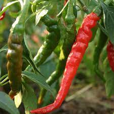 Produce- Peppers- Hot