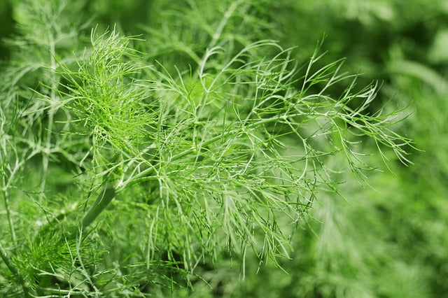 Herb Plant- Dill