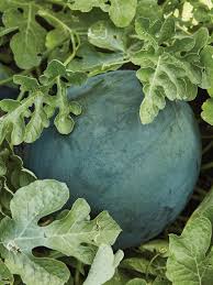 Produce- Watermelon