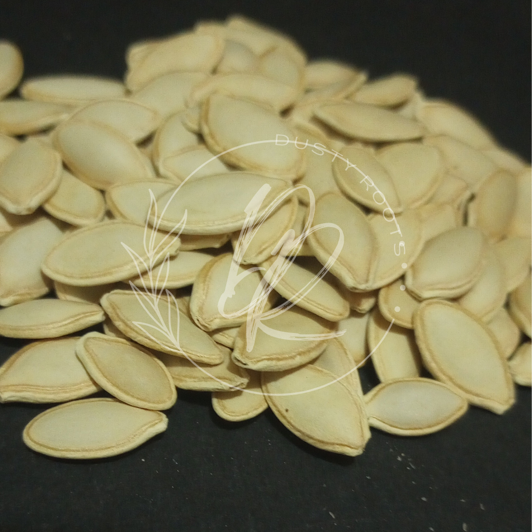 Seed- Squash- Dark Green Zucchini