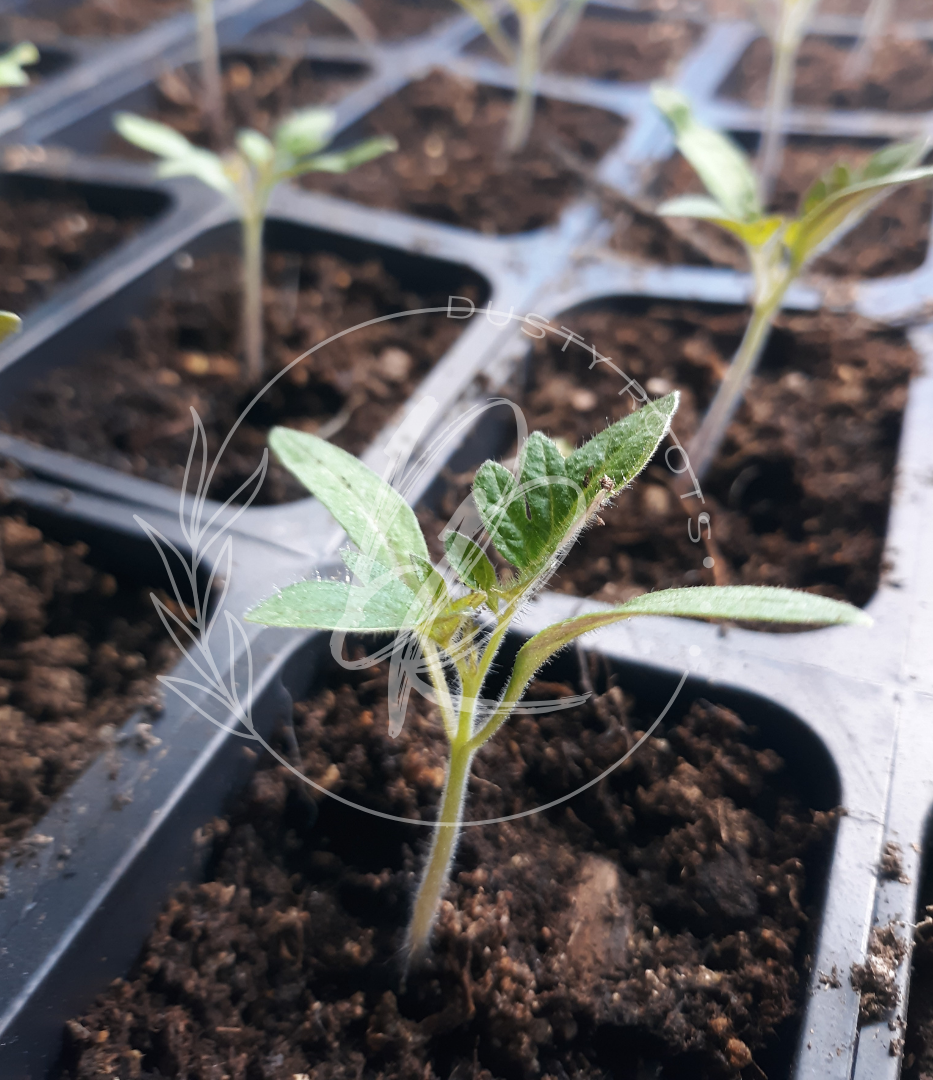 Vegetable Plants