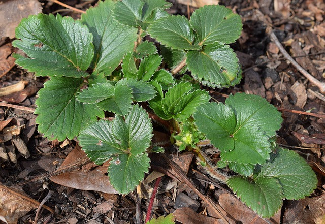 Fruit Plants