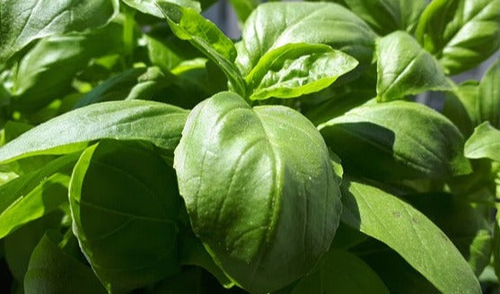 Herb Plant- Basil- Sweet Italian