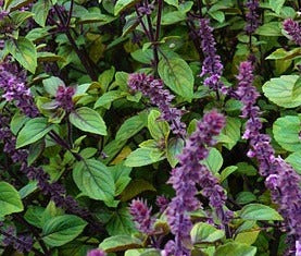 Herb Plant- Basil- Sweet Thai