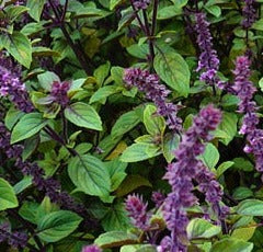 Herb Seed- Basil- Sweet Thai