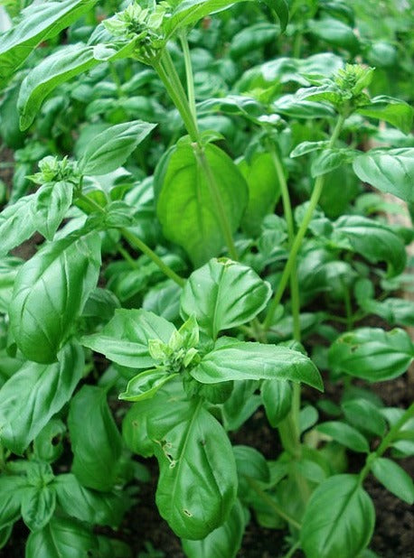 Herb Plant- Basil- Genovese