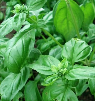 Herb Seed- Basil- Genovese