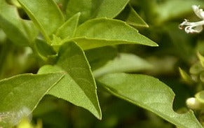 Herb Seed- Basil- Lemon