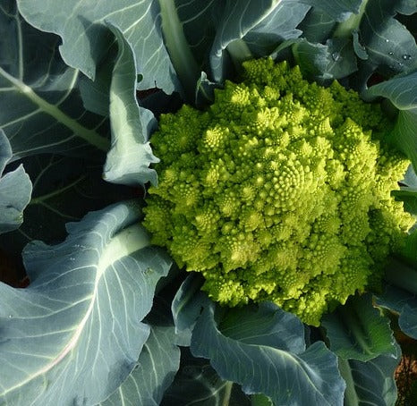 Plant- Broccoli- Romanesco