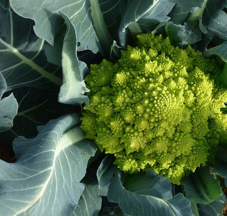 Seed- Broccoli- Romanesco