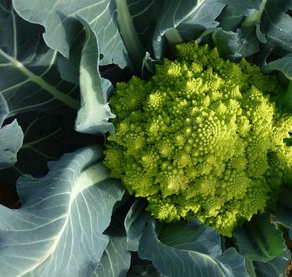 Seed- Broccoli- Romanesco