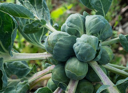 Produce- Brussell Sprouts