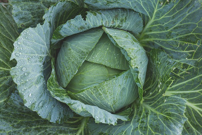 Seed- Cabbage- Late Flat Dutch