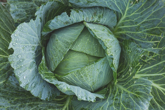 Plant- Cabbage- Late Flat Dutch