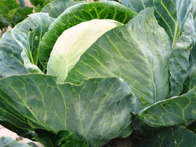 Plant- Cabbage- All Seasons