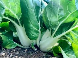 Seed- Cabbage- Pak Choi White Stem