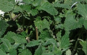 Herb Plant- Catnip