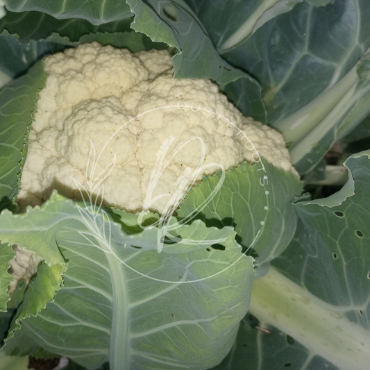 Seed- Cauliflower- Snow Crown