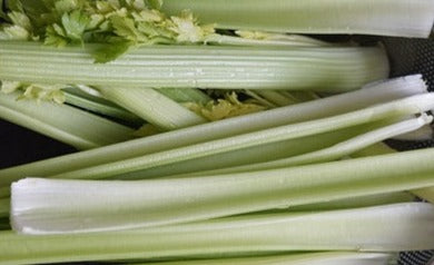 Plant- Celery- Giant Pascal