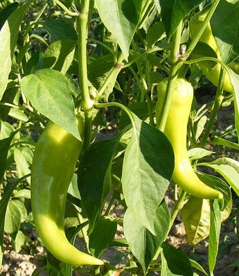 Plant- Pepper- Sweet Banana