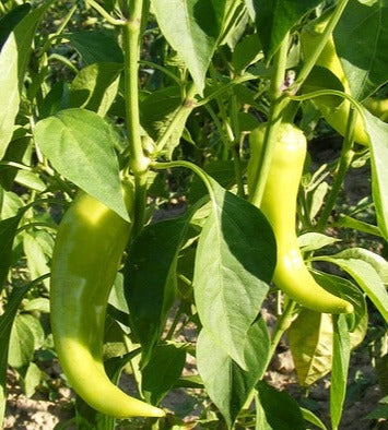 Seed- Pepper- Sweet Banana