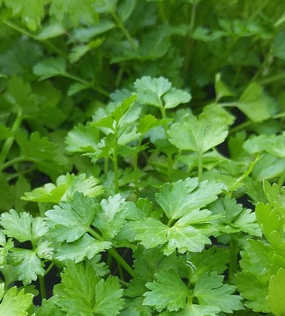 Herb Seed- Cilantro