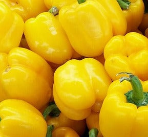 Plant- Pepper- Mini Bell Yellow