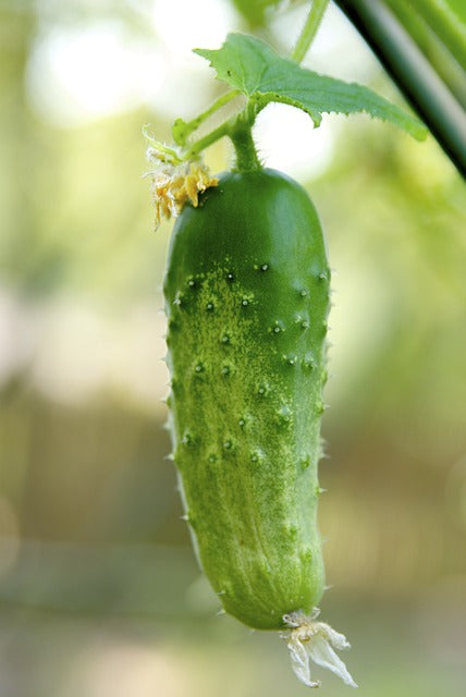 Seed- Cucumber- Boston Pickling