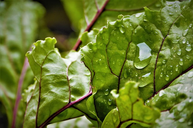 Produce- Beet Greens