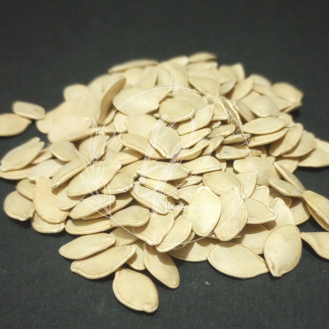 Seed- Squash- Early Prolific Straightneck