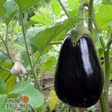 Produce- Eggplant