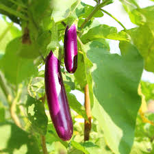 Produce- Eggplant