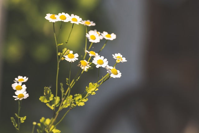 Herb Plant- Feverfew