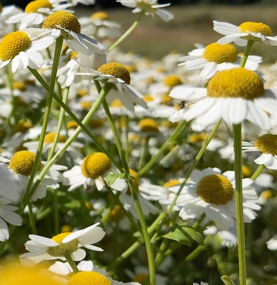 Herb Seed- Feverfew