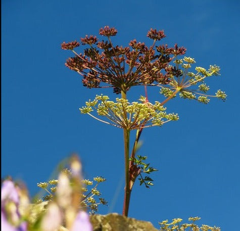 Herb Plant- Anise