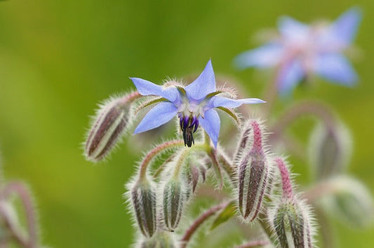 Herb Seed- Borage