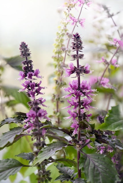 Herb Plant- Basil- Cinnamon