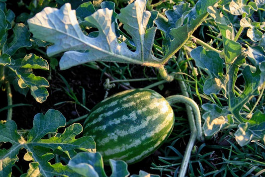 Plant- Watermelon- Striped Klondike Blue Ribbon