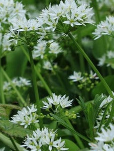 Herb Seed- Chives- Garlic