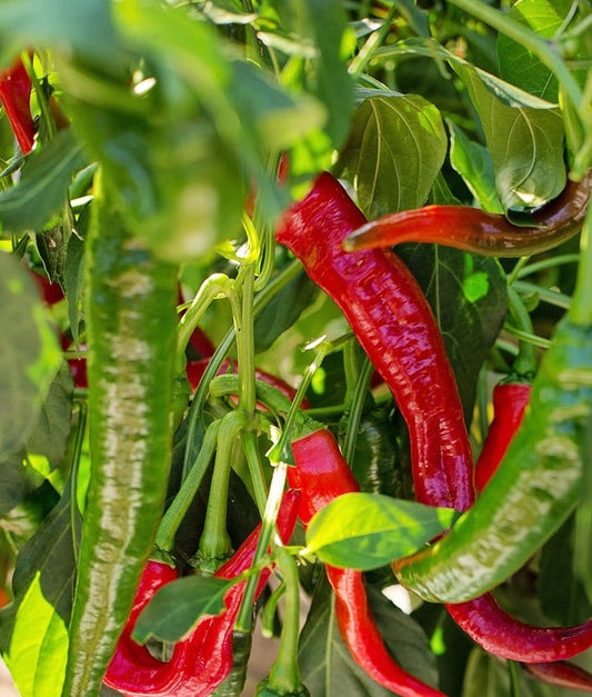 Seed- Pepper- Cayenne Long Slim