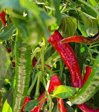 Plant- Pepper- Cayenne Long Slim