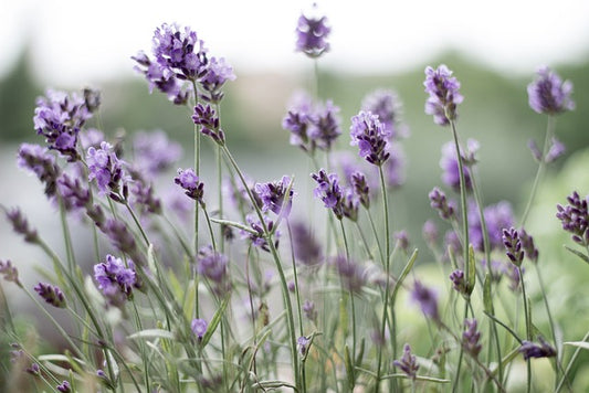 Herb Seed- Lavender-Munstead