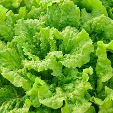 Seed- Lettuce- Black Seeded Simpson