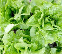 Seed- Lettuce- Buttercrunch