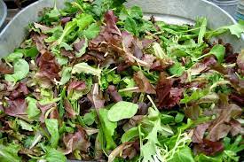 Seed- Lettuce-  Mesclun Mix