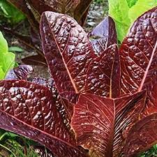 Seed- Lettuce- Super Red Romaine