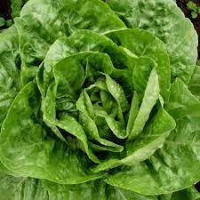 Seed- Lettuce- Romaine Winter Density