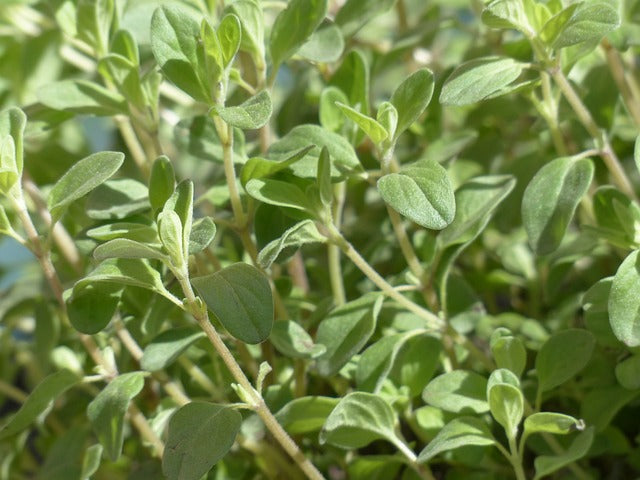 Herb Plant- Marjoram